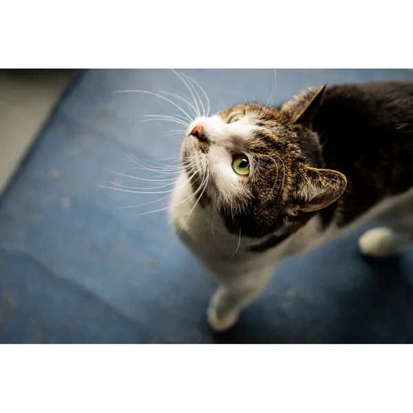 Znaleziono kota, Białystok, 12 listopada 2024 (4/5)