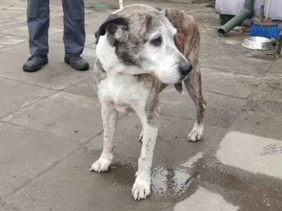 Pies do adopcji, Pabianice, 1 lutego 2025 (1/5)