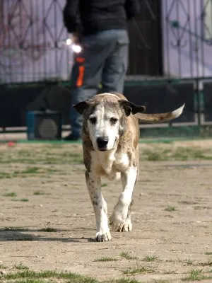 Pies do adopcji, Pabianice, 1 lutego 2025 (4/5)