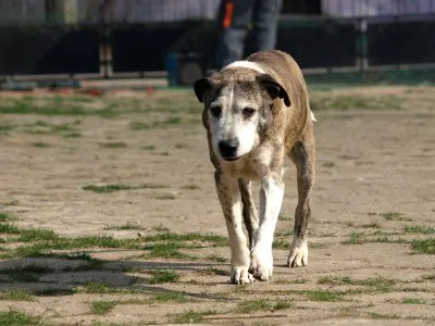 Pies do adopcji, Pabianice, 1 lutego 2025 (5/5)