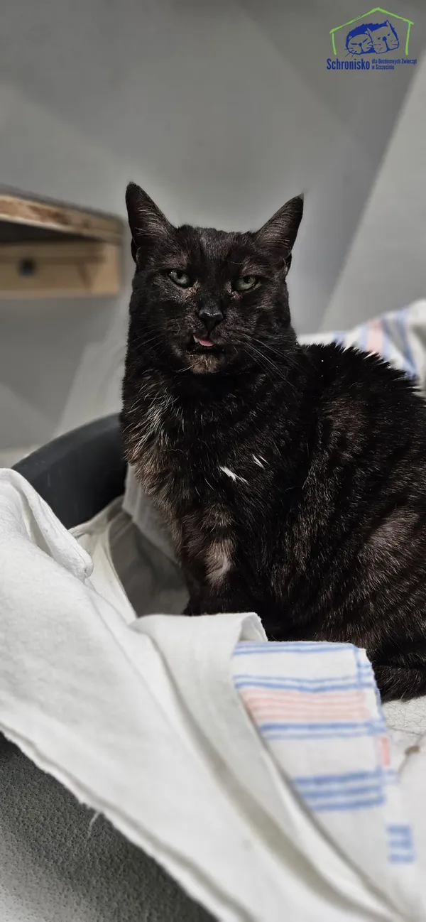 Pies do adopcji, Szczecin, 2 stycznia 2024