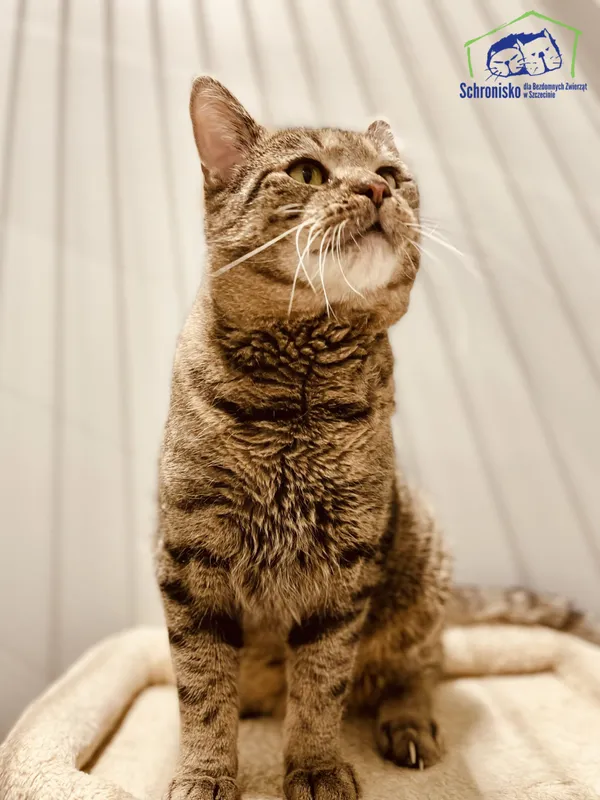 Kot do adopcji, Szczecin, 13 października 2024 (1/2)