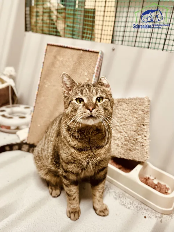 Kot do adopcji, Szczecin, 13 października 2024 (2/2)