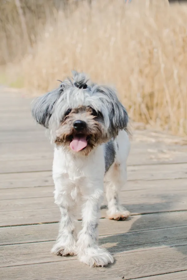 Znaleziono psa, Sosnowiec, 1 lutego 2025 (1/4)