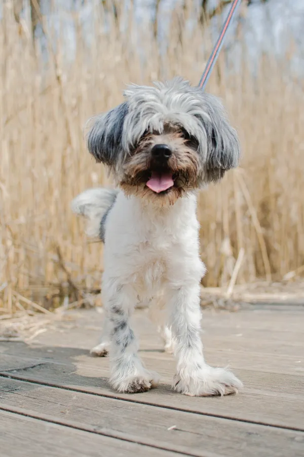 Znaleziono psa, Sosnowiec, 1 lutego 2025 (2/4)