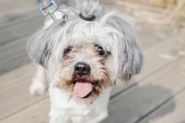 Znaleziono psa, Sosnowiec, 1 lutego 2025 (4/4)