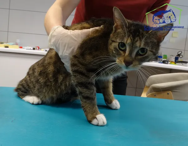 Znaleziono kota, Szczecin, 1 lutego 2025