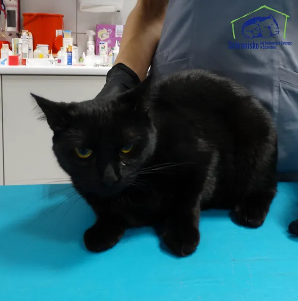 Znaleziono kota, Szczecin, 1 lutego 2025