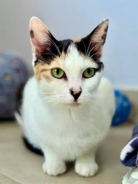 Kot do adopcji, Piła, 14 września 2024 (1/4)