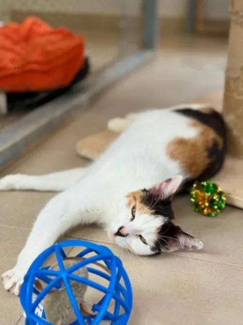 Kot do adopcji, Piła, 14 września 2024 (2/4)