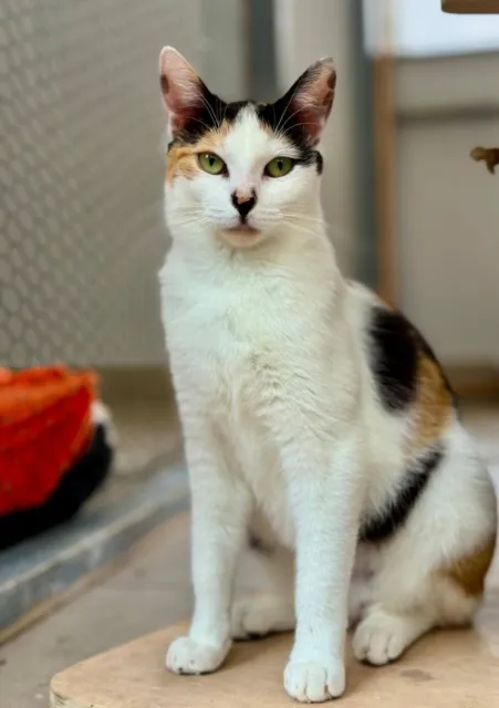 Kot do adopcji, Piła, 14 września 2024 (3/4)