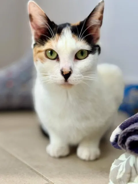 Kot do adopcji, Piła, 14 września 2024 (4/4)