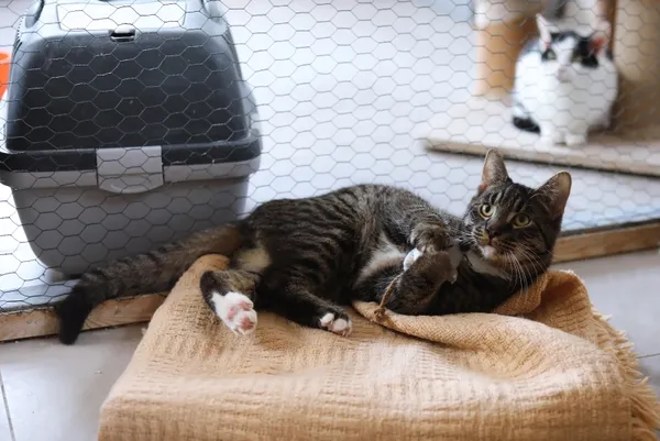 Kot do adopcji, Piła, 23 sierpnia 2024 (3/4)