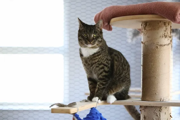 Kot do adopcji, Piła, 23 sierpnia 2024 (4/4)