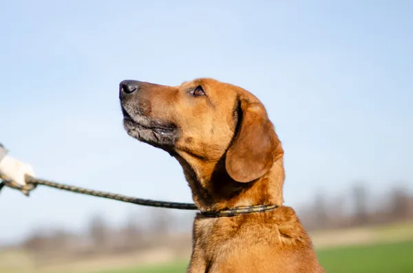 Oddam psa, Olsztyn, Piękna Góra, 2 lutego 2025 (1/4)