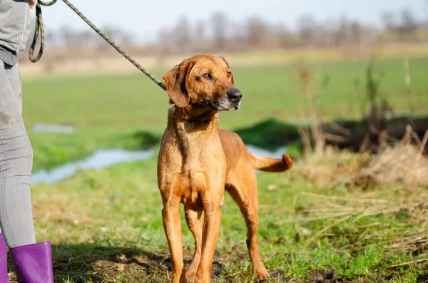 Oddam psa, Olsztyn, Piękna Góra, 2 lutego 2025 (2/4)