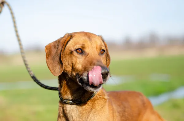 Oddam psa, Olsztyn, Piękna Góra, 2 lutego 2025 (4/4)