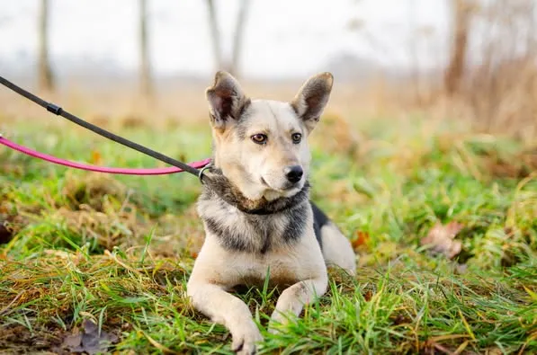 Oddam psa, Nowa Wieś, 2 lutego 2025 (2/4)