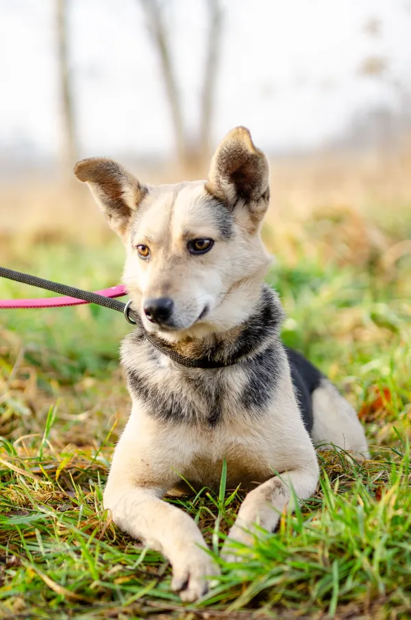 Oddam psa, Nowa Wieś, 2 lutego 2025 (4/4)