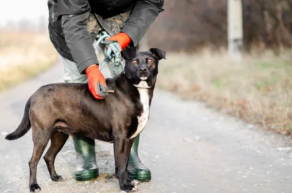 Oddam psa, Olsztyn, 2 lutego 2025 (2/5)
