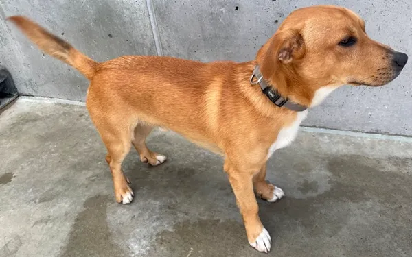 Znaleziono psa, Lublin, 31 stycznia 2025