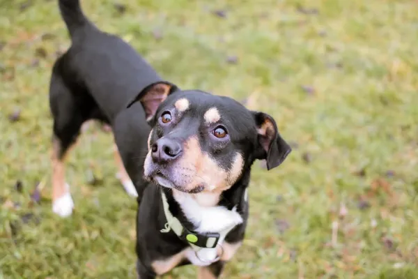 Pies do adopcji, Radom, 2 lutego 2025 (2/5)