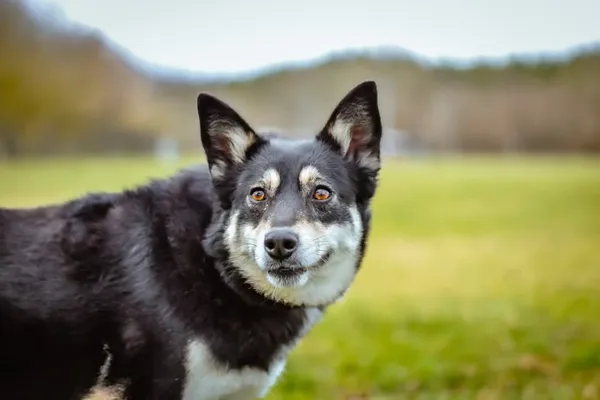 Pies do adopcji, Radom, 2 lutego 2025 (1/5)