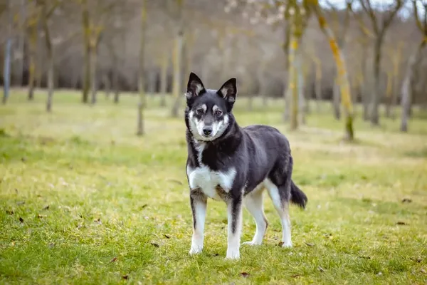 Pies do adopcji, Radom, 2 lutego 2025 (2/5)