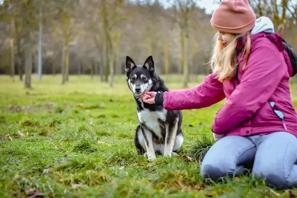 Pies do adopcji, Radom, 2 lutego 2025 (4/5)