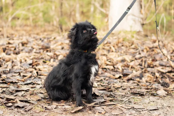 Pies do adopcji, Nowodwór, 2 lutego 2025 (1/5)