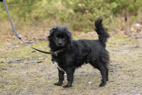 Pies do adopcji, Nowodwór, 2 lutego 2025 (2/5)