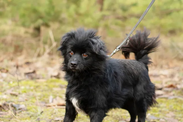 Pies do adopcji, Nowodwór, 2 lutego 2025 (4/5)