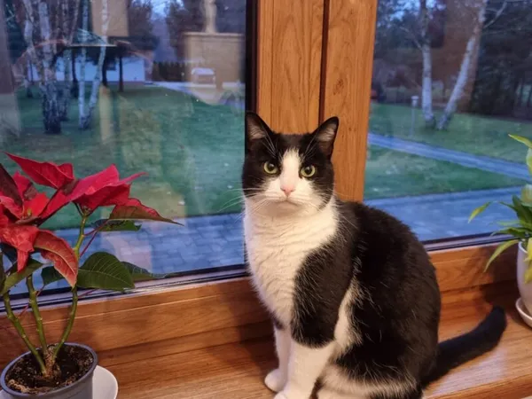 Zaginął kot, Czyżeminek, 3 lutego 2025 (1/3)