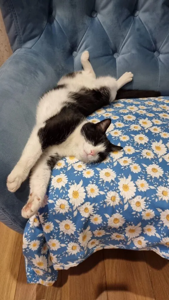 Zaginął kot, Czyżeminek, 3 lutego 2025 (2/3)