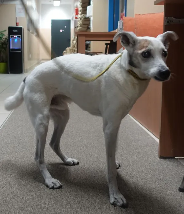 Znaleziono psa, Gdańsk, 1 lutego 2025