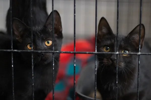 Kot do adopcji, Sosnowiec, 29 stycznia 2025