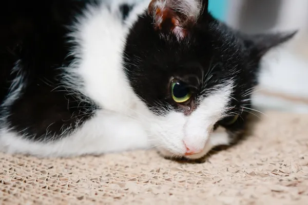 Kot do adopcji, Sosnowiec, 11 października 2024 (1/5)