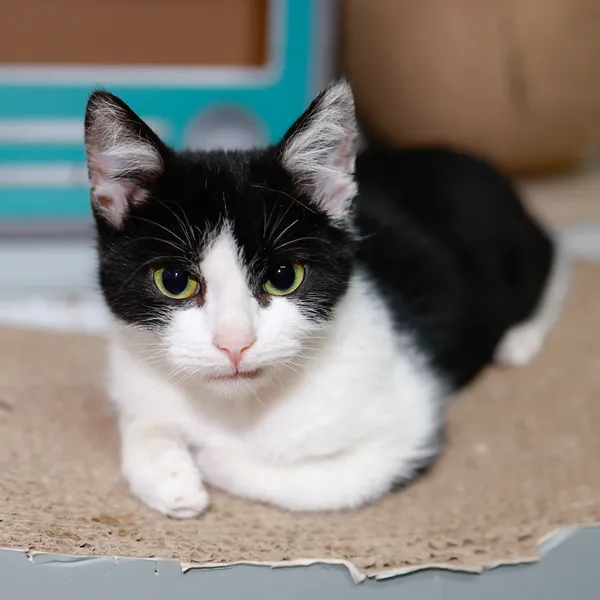 Kot do adopcji, Sosnowiec, 11 października 2024 (2/5)