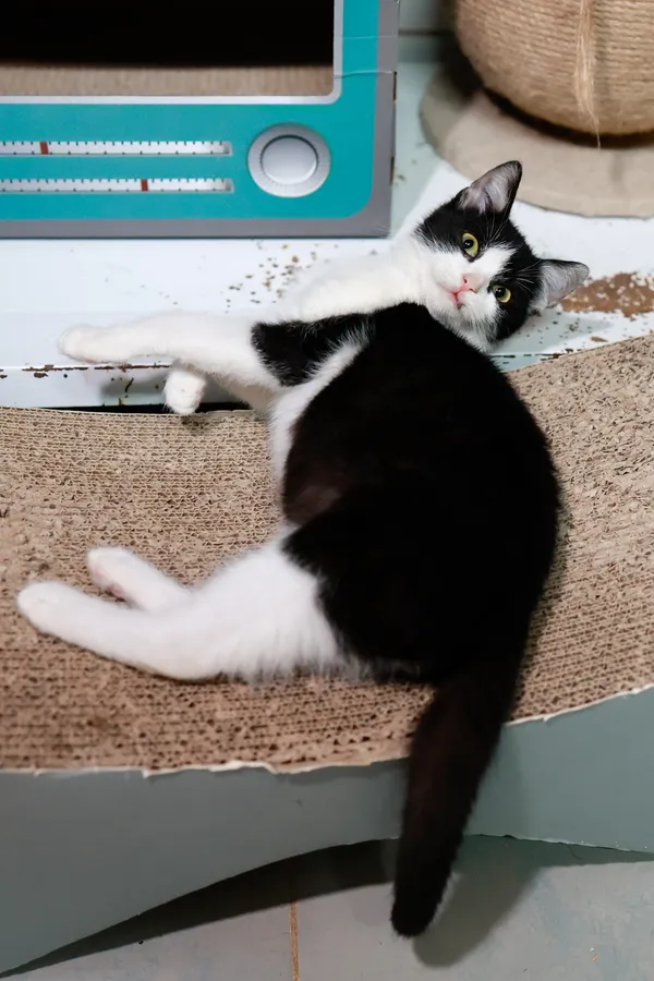 Kot do adopcji, Sosnowiec, 11 października 2024 (3/5)