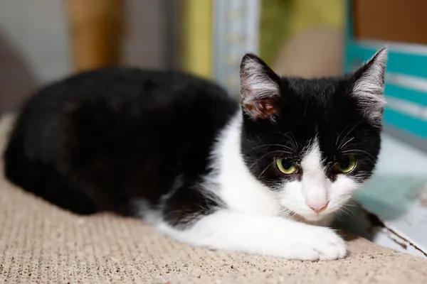 Kot do adopcji, Sosnowiec, 11 października 2024 (4/5)