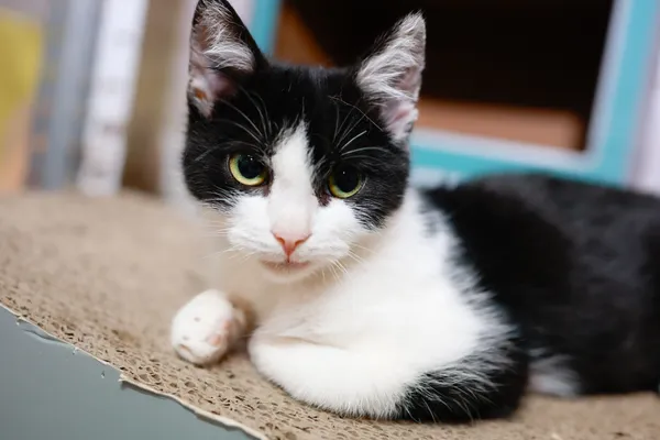 Kot do adopcji, Sosnowiec, 11 października 2024 (5/5)