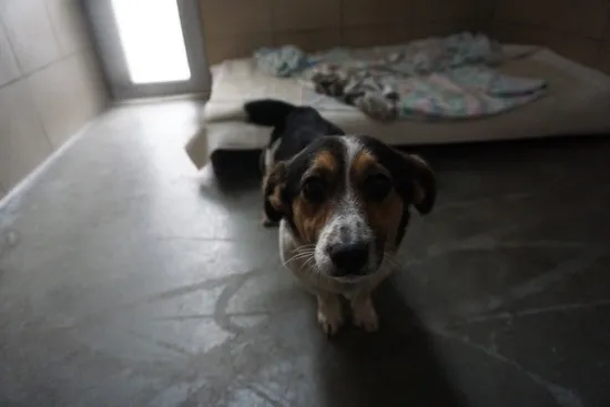 Pies do adopcji, Kraków, 19 stycznia 2025