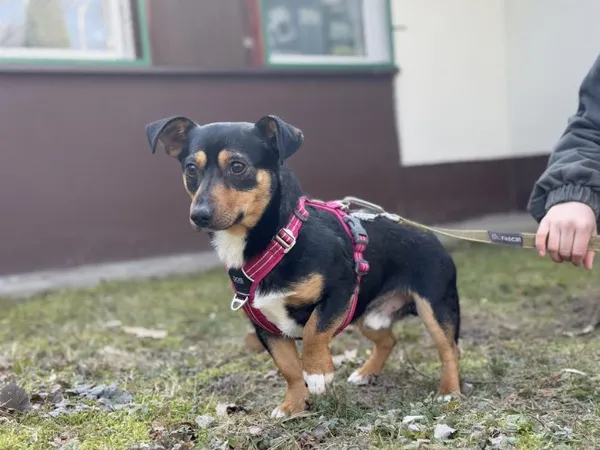 Pies do adopcji, Kraków, 19 stycznia 2025 (1/3)