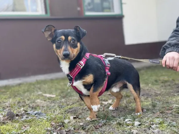 Pies do adopcji, Kraków, 19 stycznia 2025 (2/3)