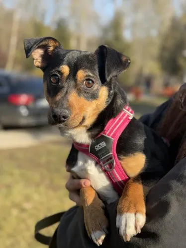 Pies do adopcji, Kraków, 19 stycznia 2025 (3/3)