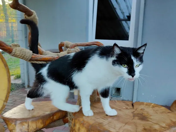 Kot do adopcji, Włocławek, 2 lutego 2025 (2/3)