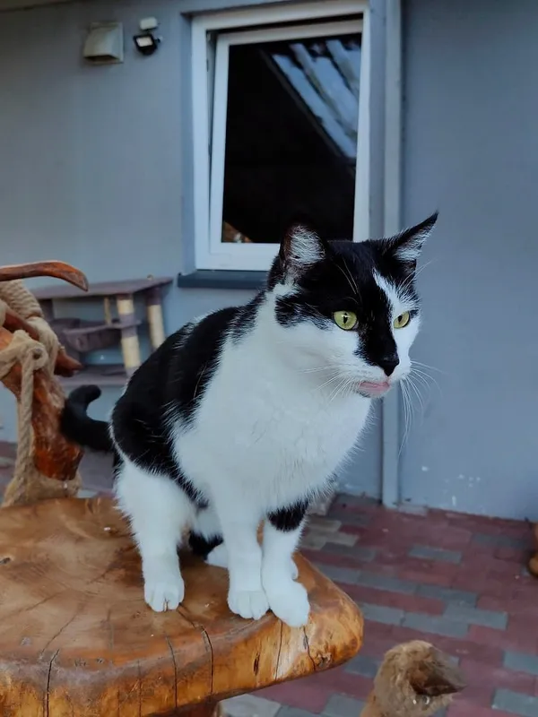 Kot do adopcji, Włocławek, 2 lutego 2025 (3/3)