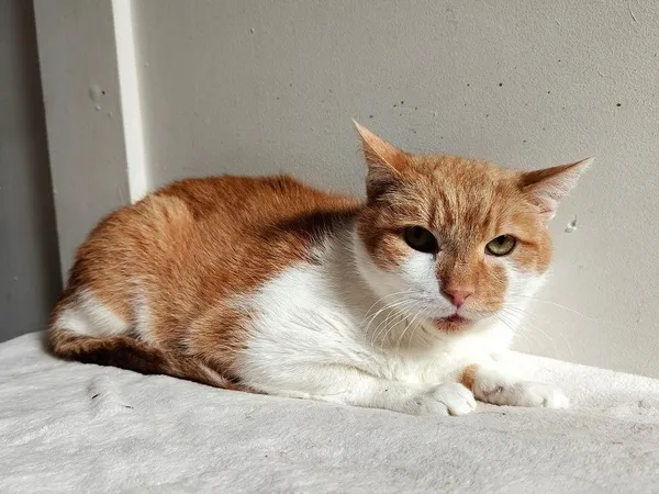 Kot do adopcji, Włocławek, 2 lutego 2025 (1/5)