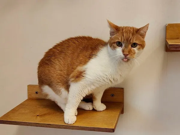 Kot do adopcji, Włocławek, 2 lutego 2025 (3/5)