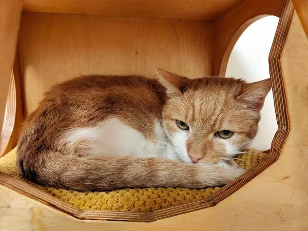 Kot do adopcji, Włocławek, 2 lutego 2025 (4/5)